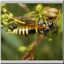 Tenthredo scrophulariae - Braunwurz-Blattwespe 03.jpg